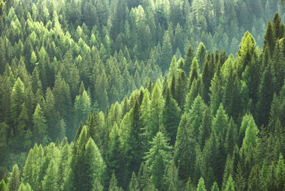 Emerald Forest Escape