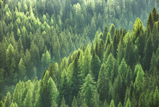 Emerald Forest Escape