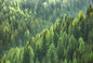 Emerald Forest Escape