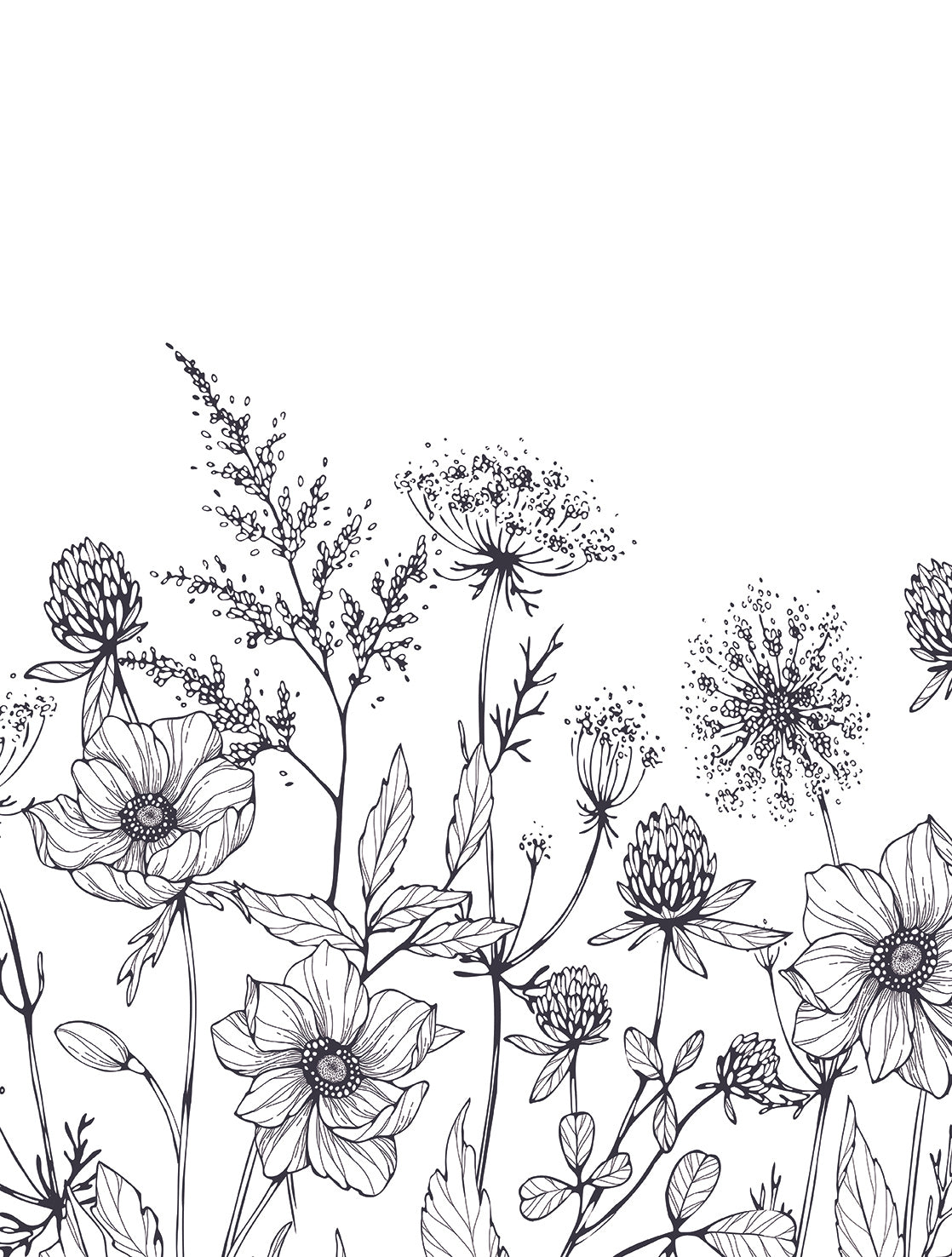 Botanical Wildflower Sketch