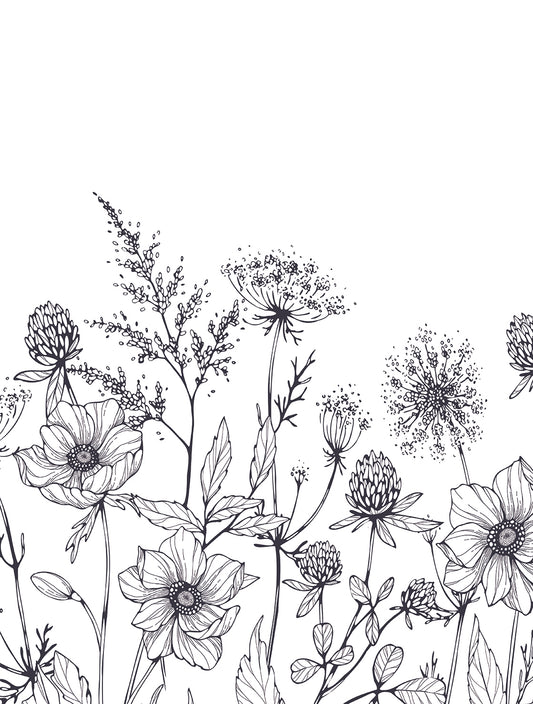 Botanical Wildflower Sketch