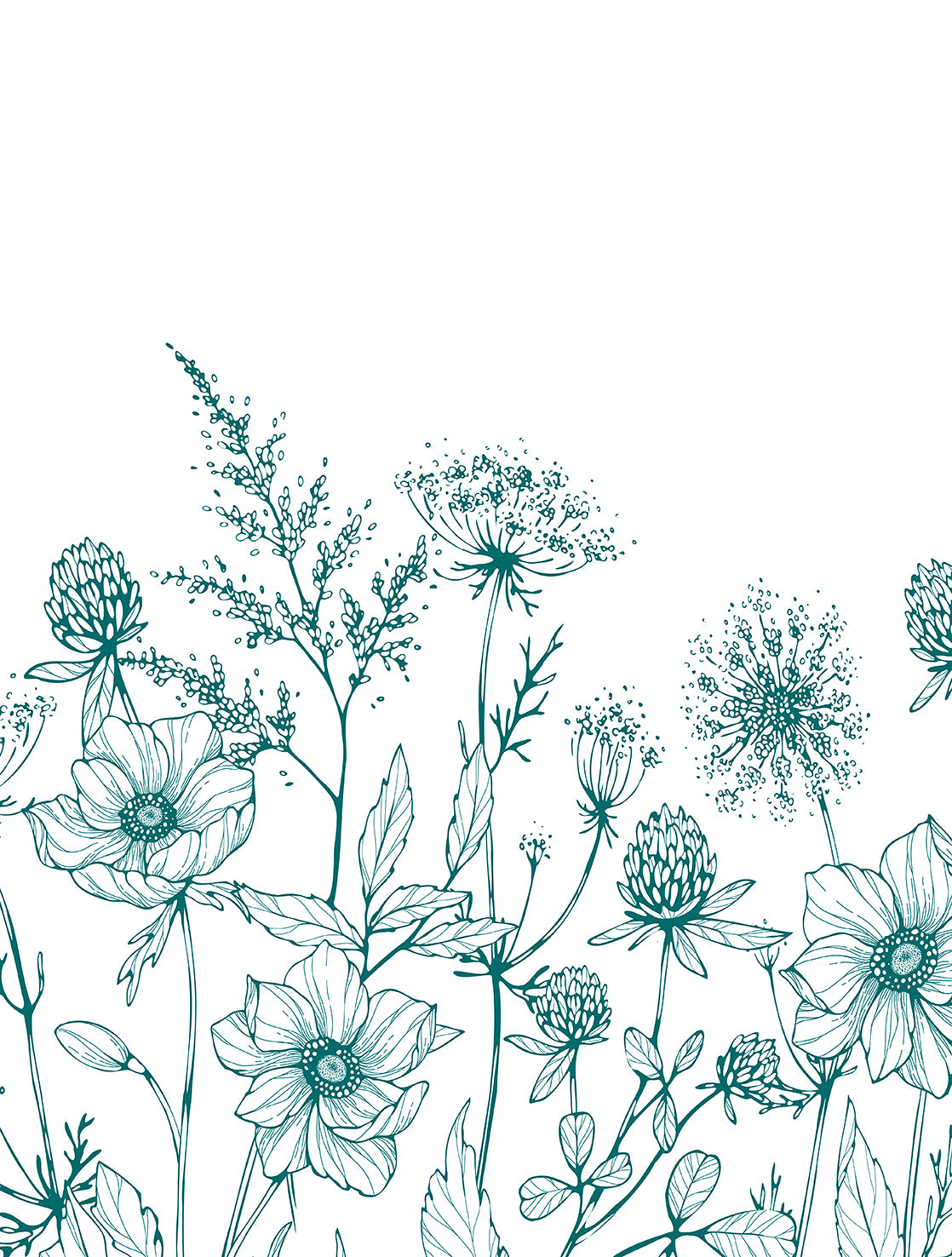 Botanical Wildflower Sketch