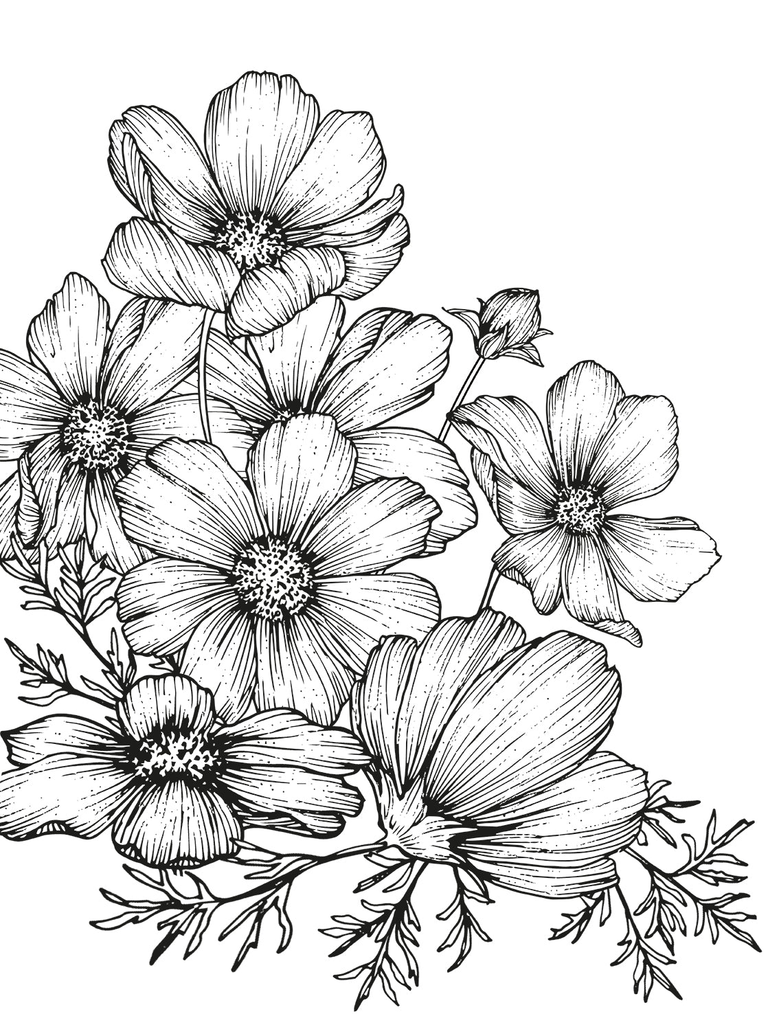 Cosmos Bloom Sketch
