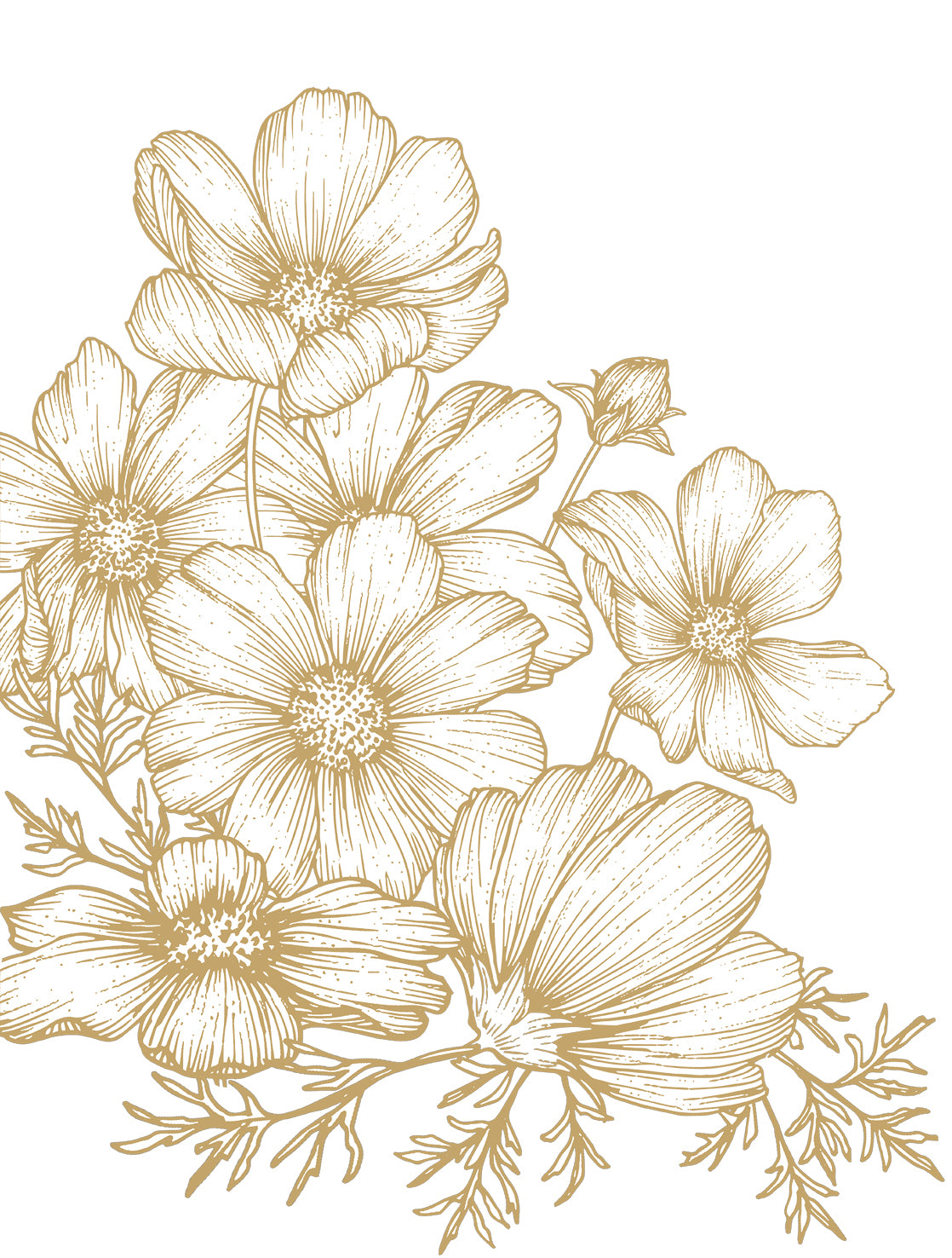 Cosmos Bloom Sketch