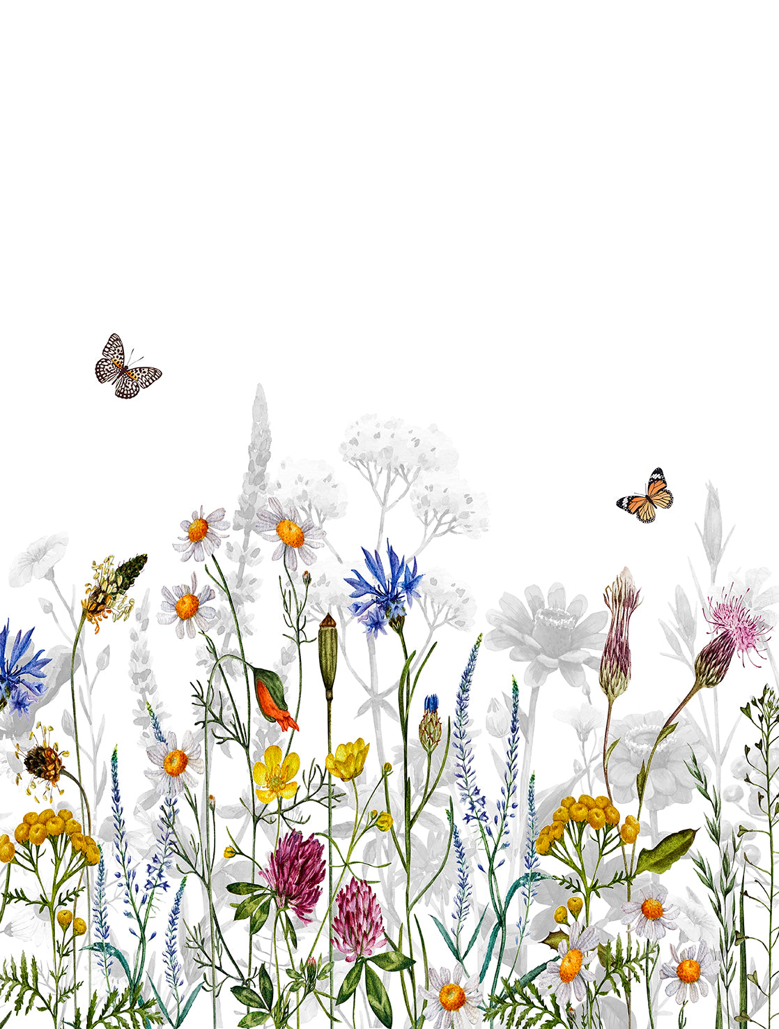 Butterfly Wildflower Meadow