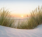 Dune Grass Sunset