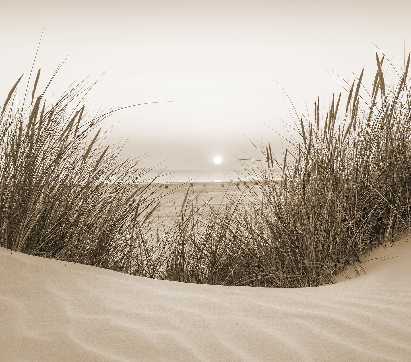 Dune Grass Sunset